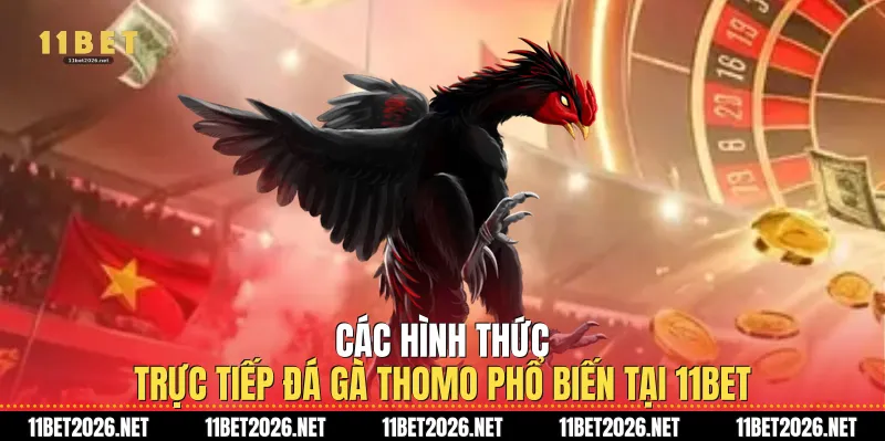 Các hình thức trực tiếp đá gà Thomo phổ biến tại 11Bet